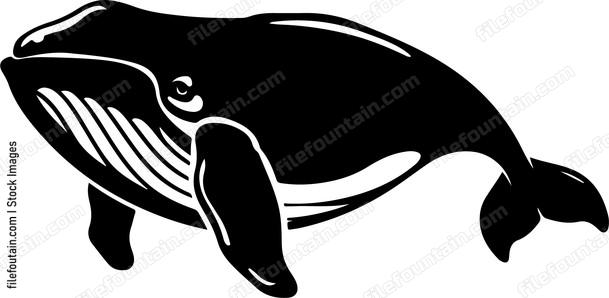 Cute Whale