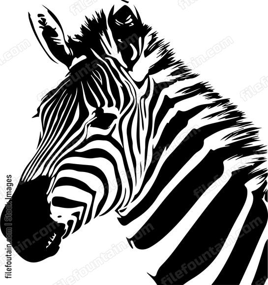 Cute Zebra
