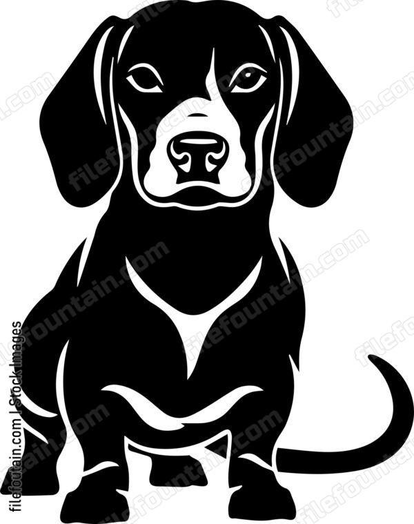 Dachshund