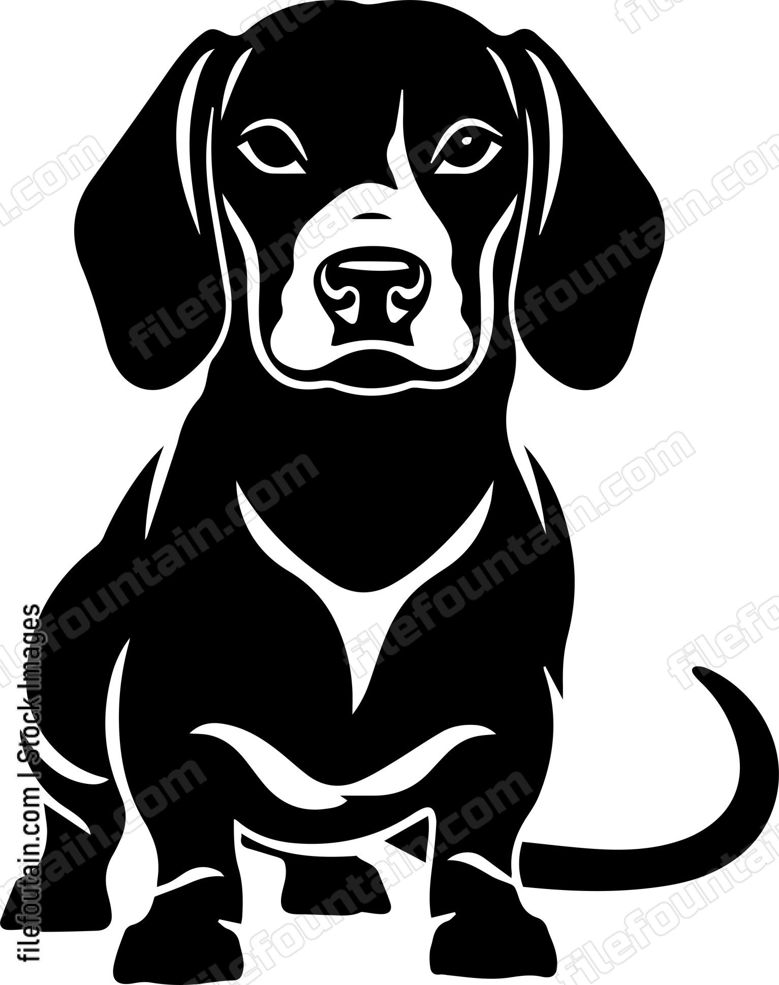Dachshund