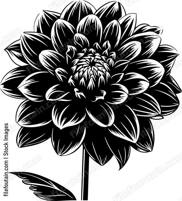 Dahlia Flower