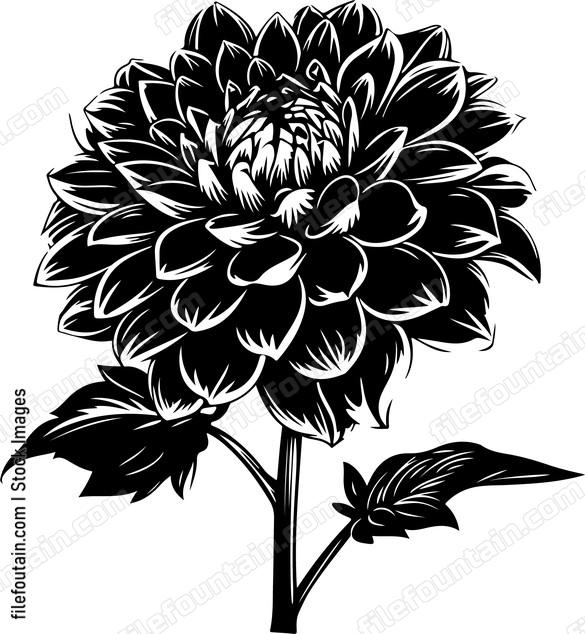 Dahlia Flower