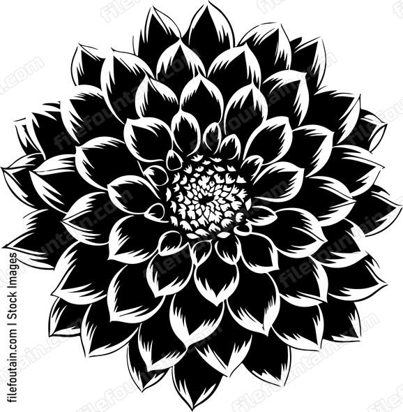 Dahlia Flower Front