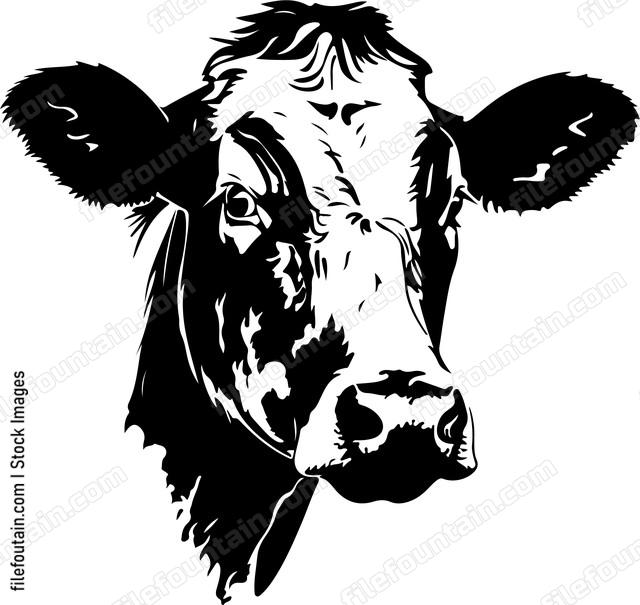 Dairy Cow Head