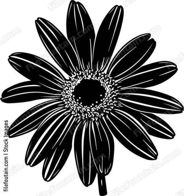 Daisy Flower