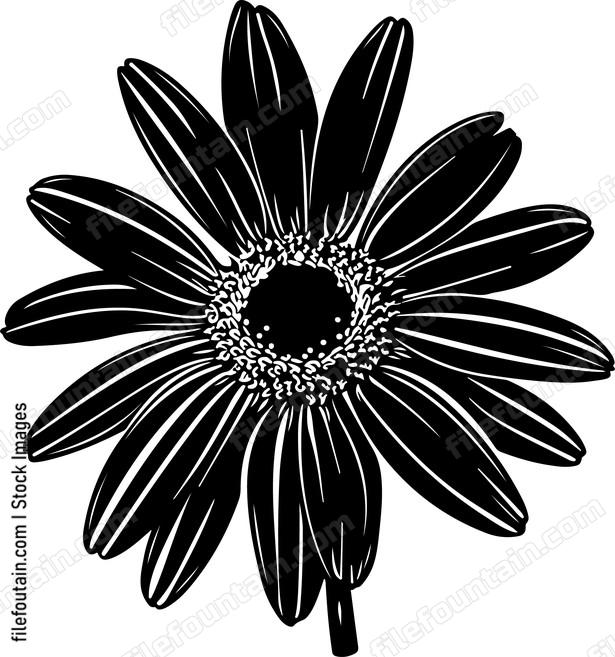 Daisy Flower