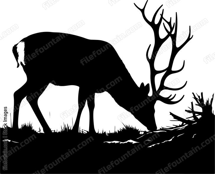 Deer cautiously sniffing the forest floor