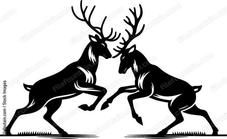 Deer engaging in a gentle sparring match with another deer