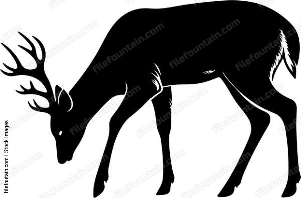 Deer foraging for berries and foliage