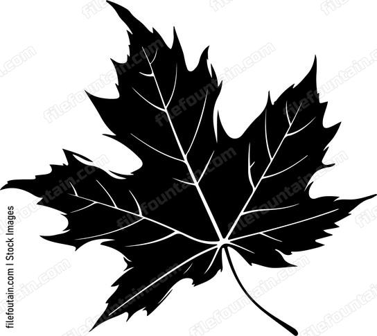 Detailed maple leaf