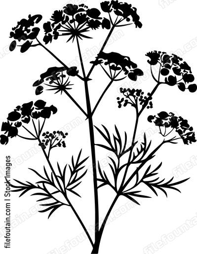 Dill Bundle