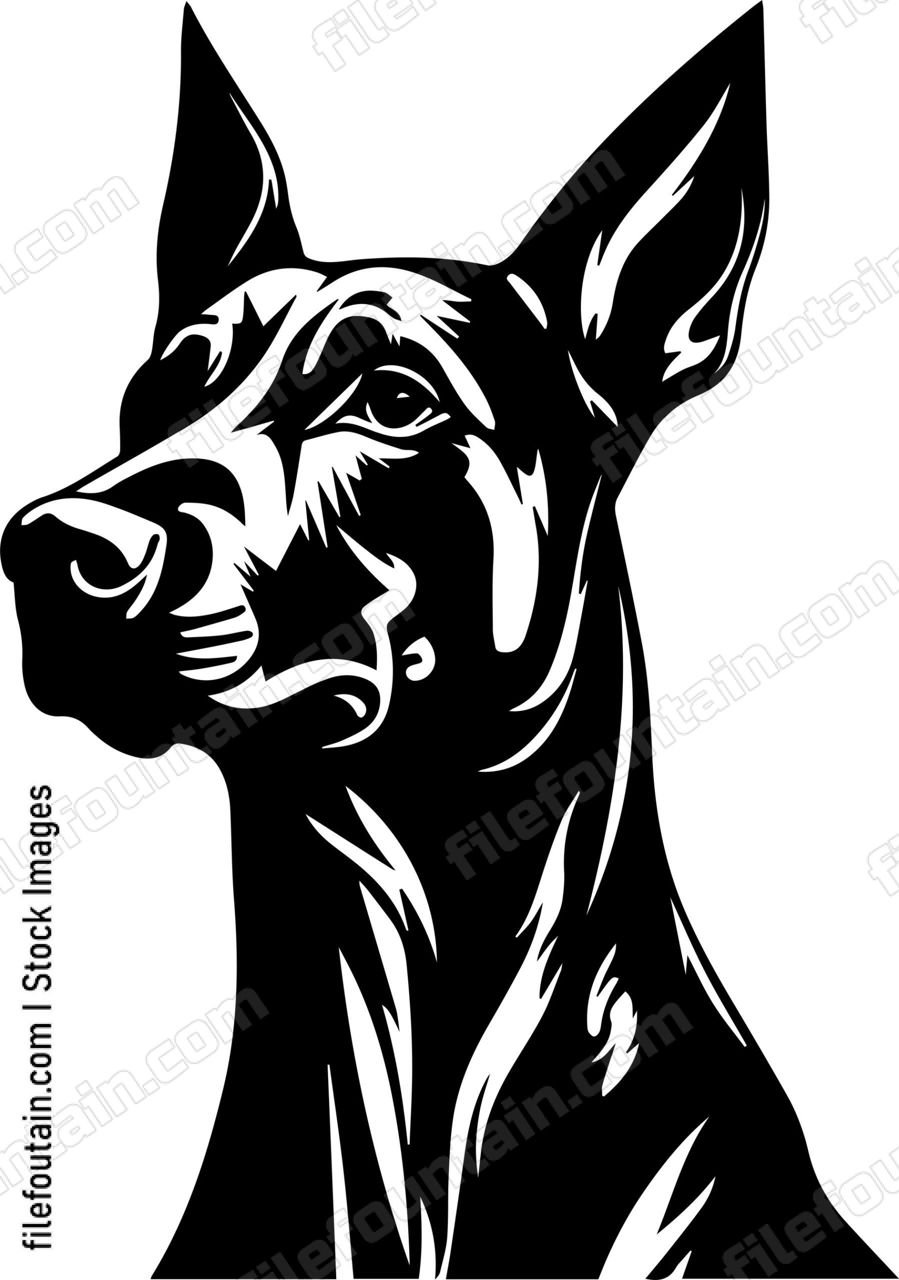 Doberman Pinscher
