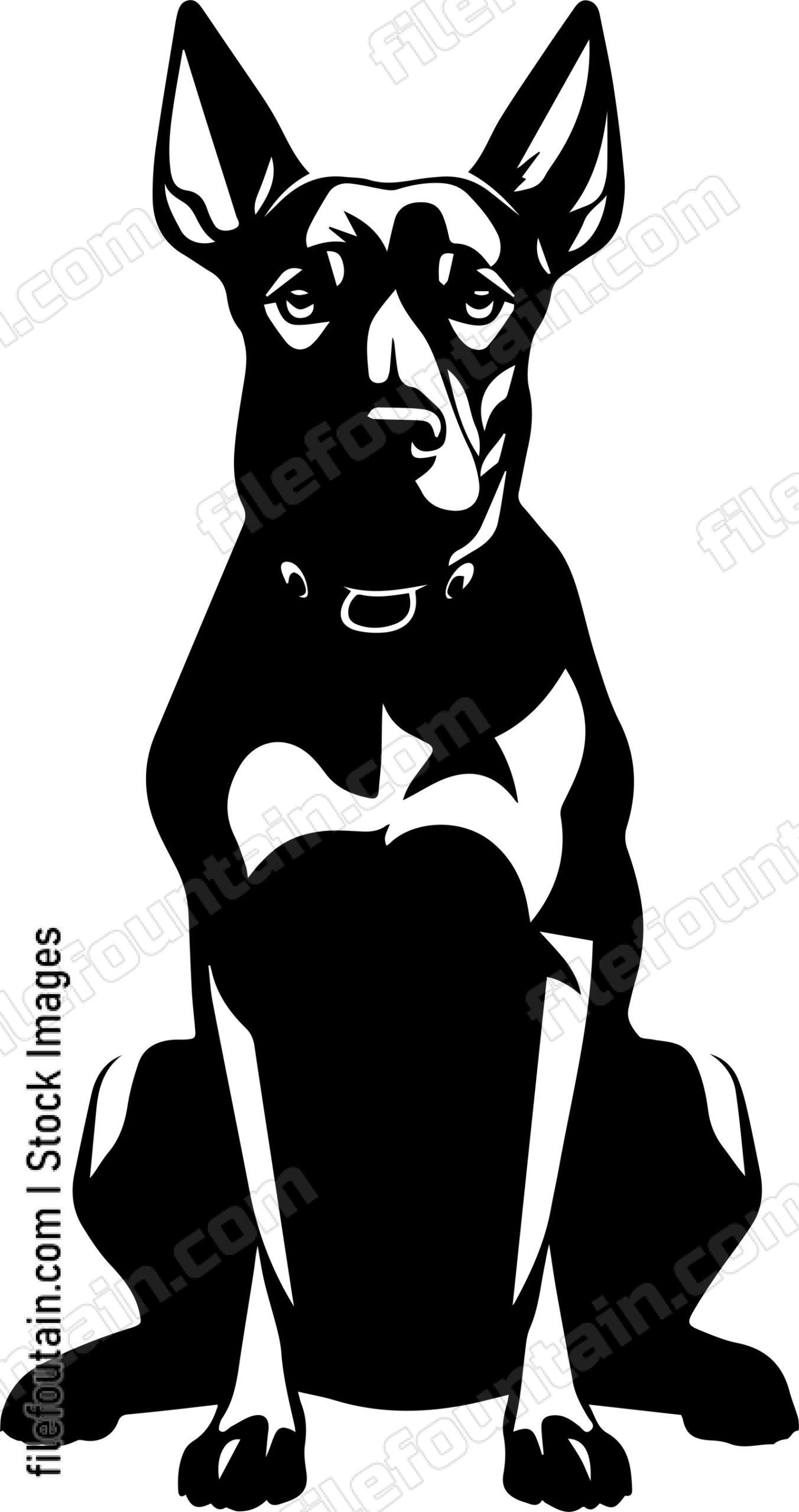 Doberman Pinscher