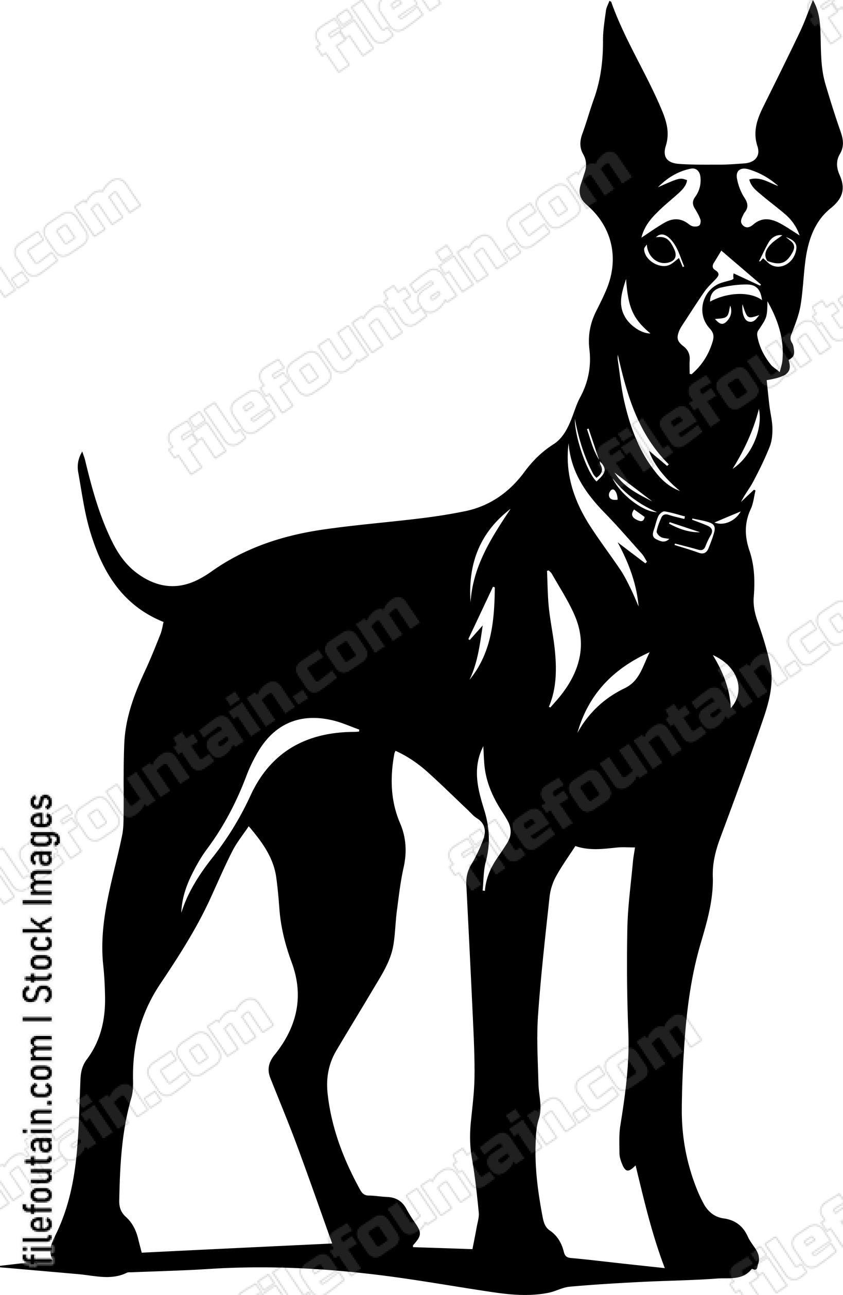 Doberman Pinscher