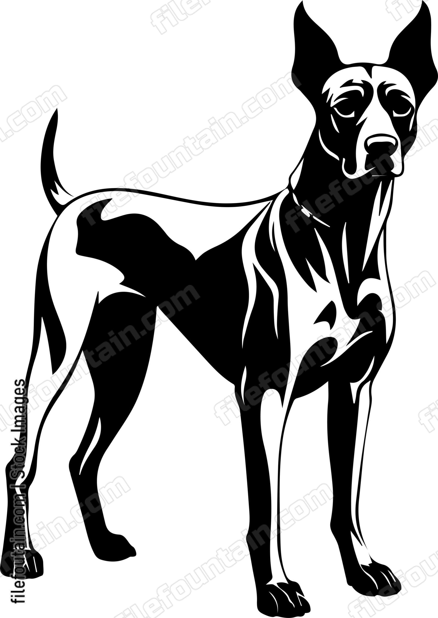 Doberman Pinscher