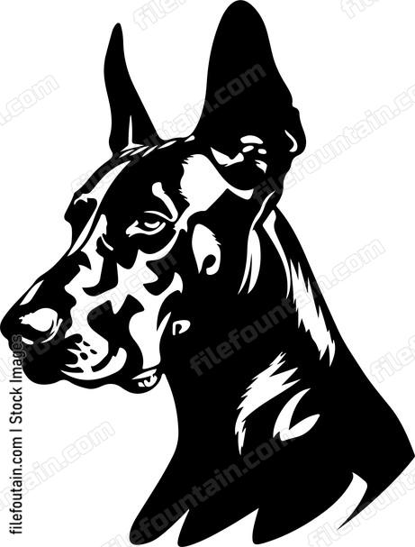 Doberman pinscher dog head