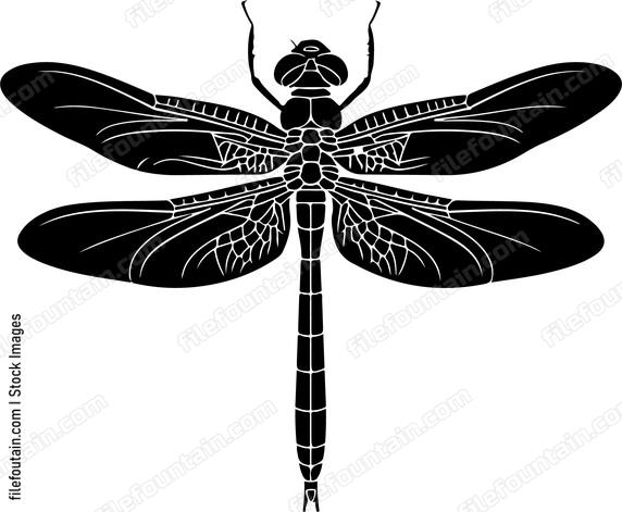 Dragonfly Top View