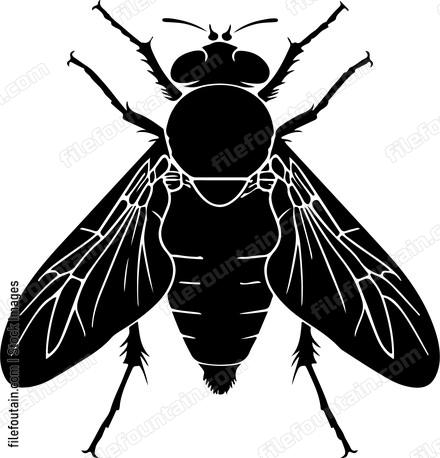 Drain Fly