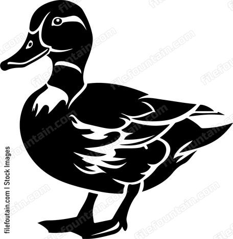 Duck