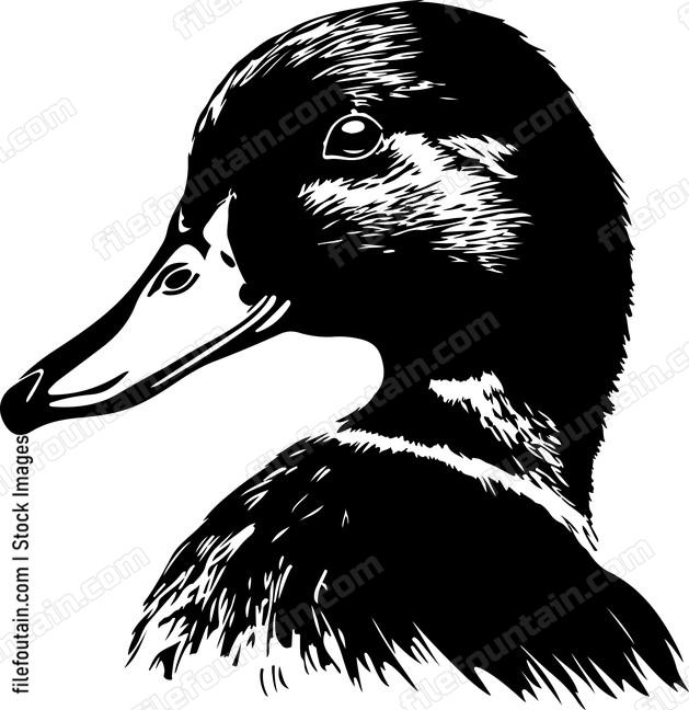 Duck Head Side