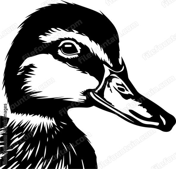 Duck Head Side