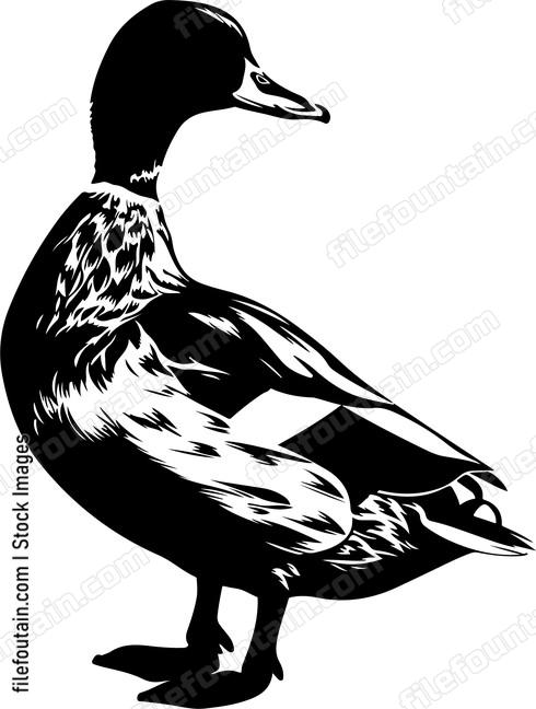 Duck Standing Side