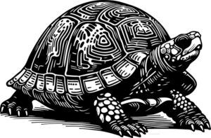 Eastern Box Turtle