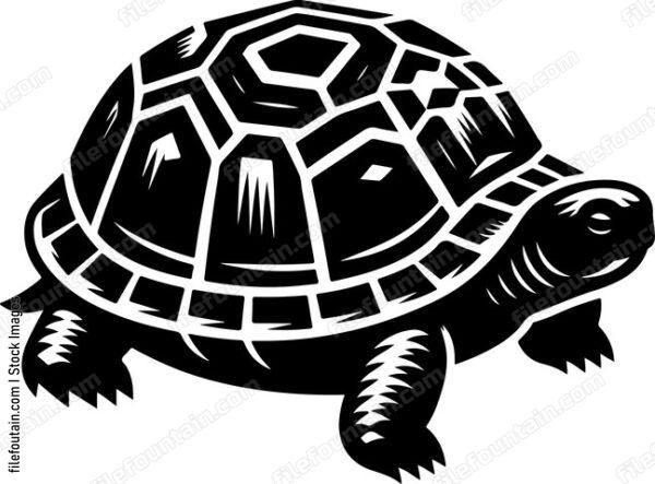 Eastern Box Turtle