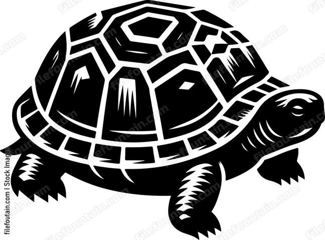 Eastern Box Turtle