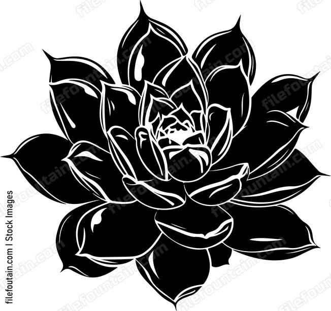 Echeveria Flower