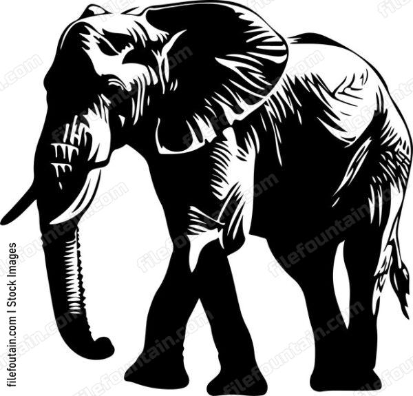 Elephant animal