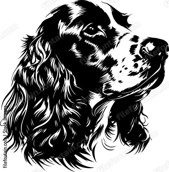 English Cocker Spaniel