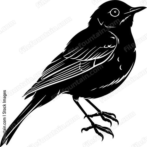 European Robin Bird