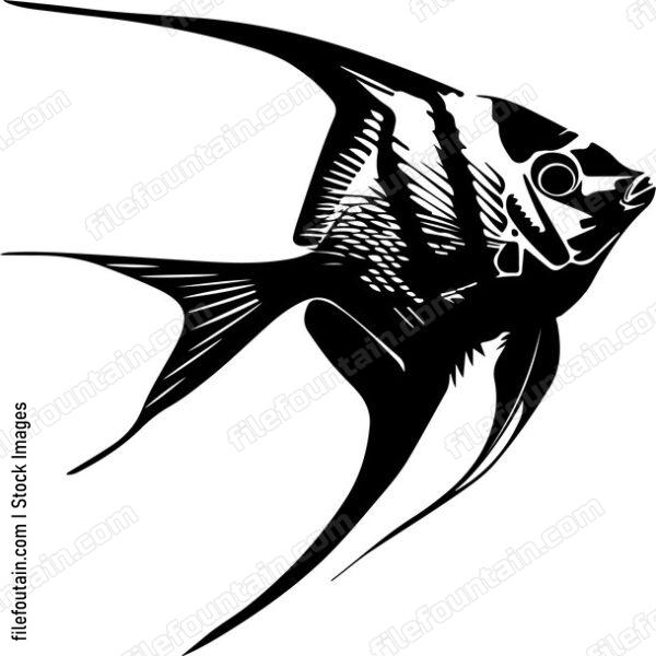 Exotic Aquarium Fish