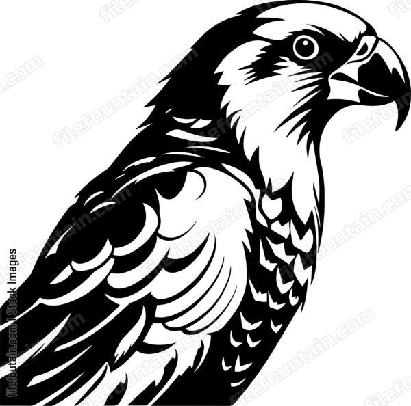 Falcon
