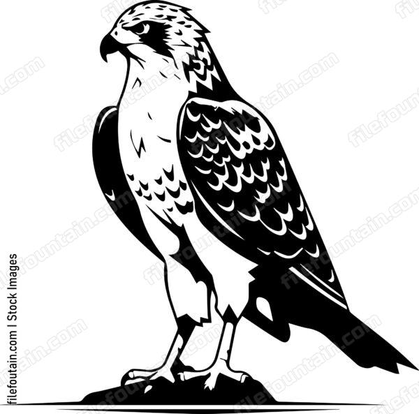 falcon