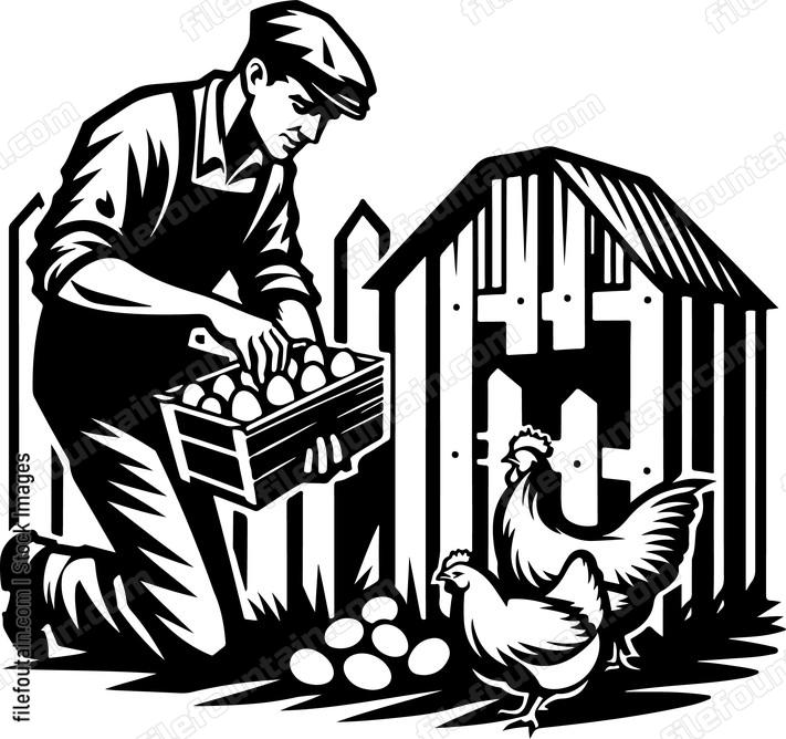 Farmer collecting fresh eggs from a chicken coop