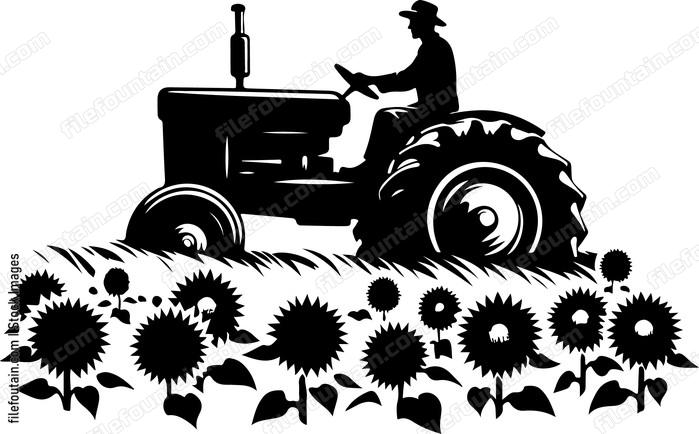 Farmer driving a tractor through rows of sunflowers