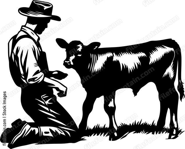 Farmer feeding a young calf or cattle