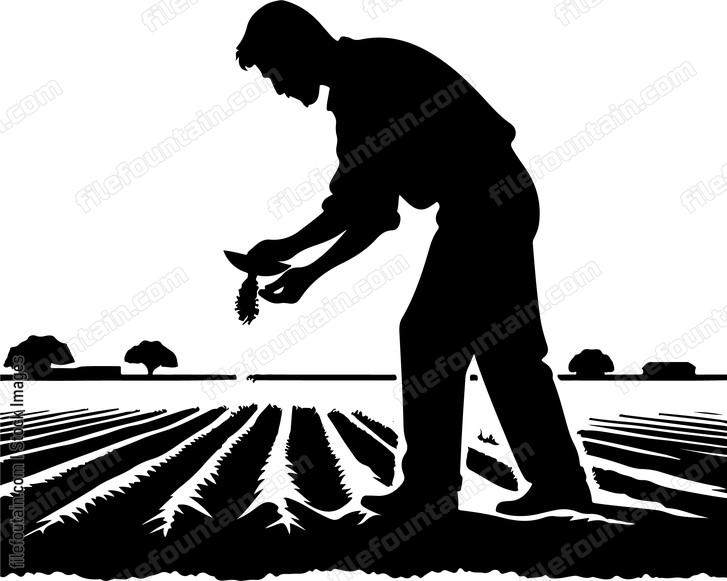 Farmer sowing seeds by hand in a freshly tilled field