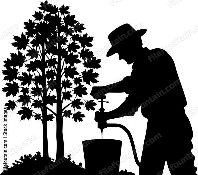 Farmer tapping maple trees for syrup production