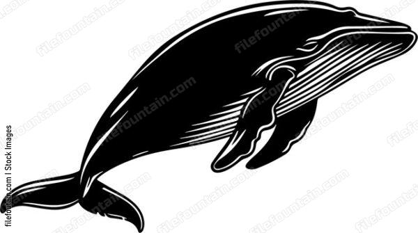 Fin Whale