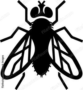 Fly