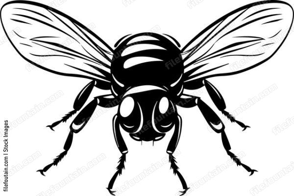 Fly