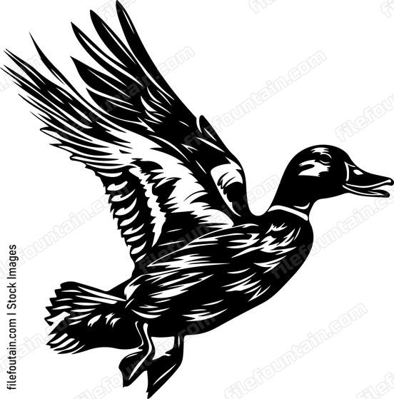 Flying Mallard Duck