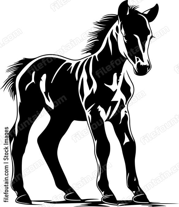 Foal