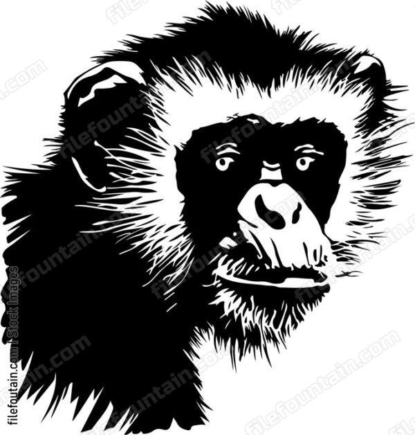 Francois Langur