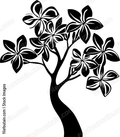 Frangipani Tree