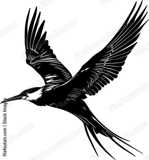 Frigatebird