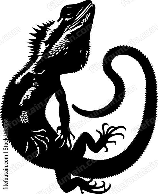 Frilled Neck Lizard
